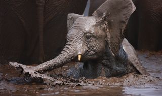 Спасиха слон, попаднал в капана в кално езеро (ВИДЕО)