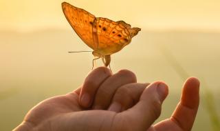 Притча за силата на пеперудата