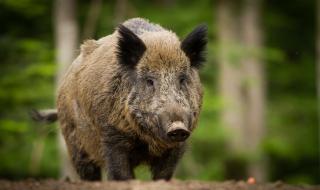 Удължава се срокът за групово ловуване на дива свиня до края на януари
