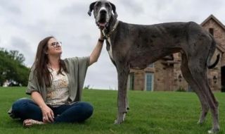 Почина най-високото куче на света
