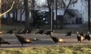 Пуйки обикаля в ритуален танц около мъртва котка? (ВИДЕО)