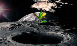 Живот на Луната? Нахут беше отгледан в лунна „почва" 