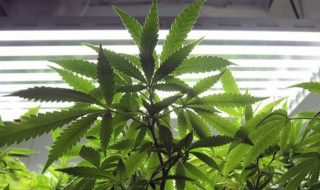 Хванаха нашенец с 20 кг канабис в Кипър