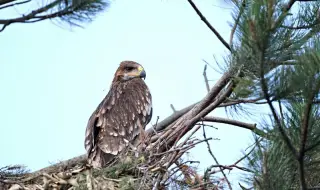 Обявена е нова защитена територия край река Студена, разширени са и три съществуващи местности