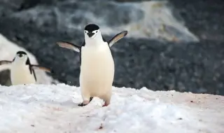 Пингвинче отложи с няколко часа полет в Нова Зеландия (СНИМКИ)