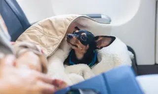 Гърция организира специален полет от Дубай за граждани с домашни любимци