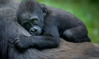 Рядка горила се роди в зоопарка в Прага (СНИМКИ)