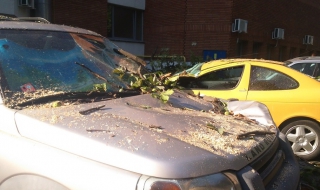 Дърво премаза две коли в Бургас