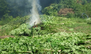 Иззеха 600 кг канабис