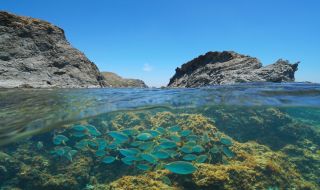 Морски видове измират заради високите температури в Средиземно море