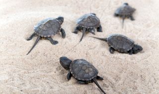 Стотици хиляди бебета костенурки се излюпиха по бреговете на Амазонка (ВИДЕО)
