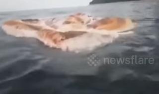 Океанът изхвърли мистериозно 10-метрово чудовище на брега (ВИДЕО)