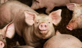 Откриха огнище на чума по свинете в Априлци