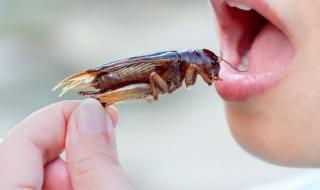 Щурците - храната на бъдещето