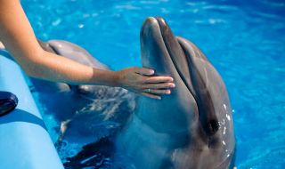Делфин се самоуби заради съкрушителна раздяла
