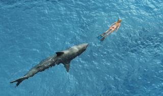 Сърфист преби акула, за да спаси жена си