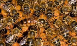 Пчелари се заканват да блокират пътя Царево – Малко Търново