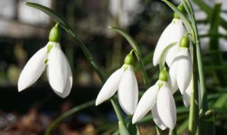 Пролет през януари