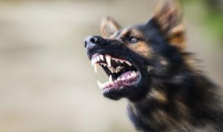 Бездомни кучета нападнаха началника на РУО в Благоевград