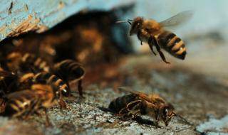 Пчели нажилиха бразилски полицаи