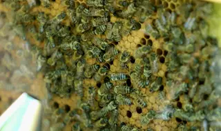 Проф. Милен Георгиев: Целта ни е да създадем хапче за дълголетие от български мед