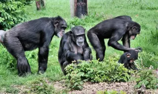 Шимпанзета помагат на учените да открият растения, които могат да се превърнат в лекарства