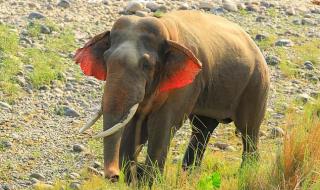 Слон с червени уши бе сниман в Индия (ВИДЕО)