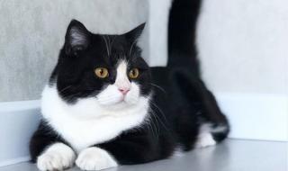 Късокрак котарак покори интернет (СНИМКИ+ВИДЕО)