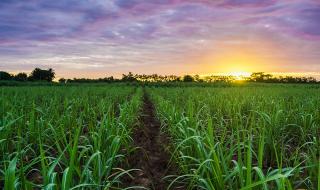 Бразилия ще прави захар от ГМО