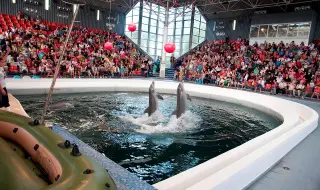 Безплатни представления за децата във Варненския делфинариум за 1 юни
