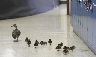 8 факта за патешкото месо