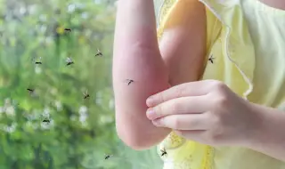 Ентомолог съветва как да се предпазим от комарите и мухите през лятото