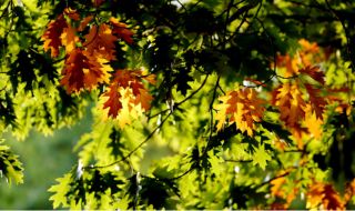 Времето днес, прогноза за сряда, 11 октомври: Слънчево, с по-значителна облачност до обяд на запад