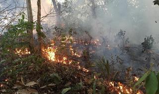 Най-после! Армията срещу огъня в Амазония (ВИДЕО)