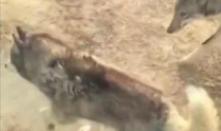 Хъски пуснато сред вълци в китайски зоопарк
