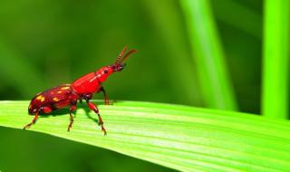 Бръмбар детронира древна бира в Оксфордския английски речник