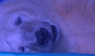 Жестокост: Държат полярна мечка за селфита