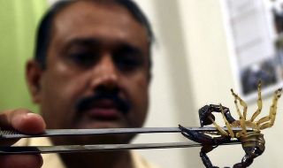 Отровна напаст! Скорпиони тероризират Египет