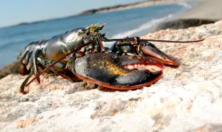 Уловиха омари на българското Черноморие (ВИДЕО)