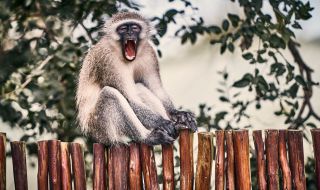 Откриха хормон, който потиска желанието за алкохол при примати