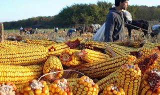 Спешно! Мексико търси споразумение със САЩ относно генно модифицираната царевица до края на януари