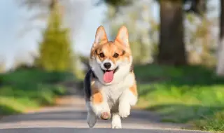 Героично корги поведе глутница от откраднати кучета на 17 км път към дома (ВИДЕО)