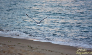 Изложбата Морето сближава всичко далечно гостува в Ню Йорк