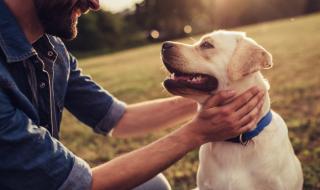Кучета ще откриват пациенти, заразени с коронавирус