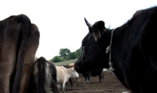 Болна крава сее съмнения за антракс в Шуменско