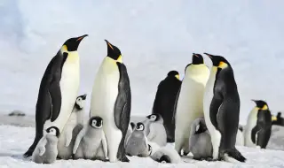 Тревожна статистика: Намалява популацията на императорските пингвини
