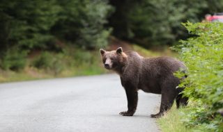 Кола блъсна и уби мечка в Испания