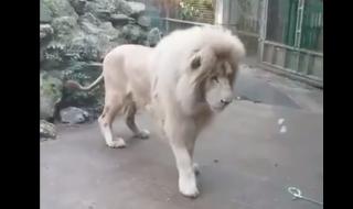 Кой каза, че лъвовете не били страхливи!? (Видео)