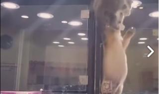 За любовта няма клетка (ВИДЕО)