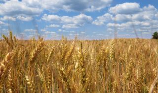 Земеделци настояват за спиране на вноса на евтина украинска пшеница